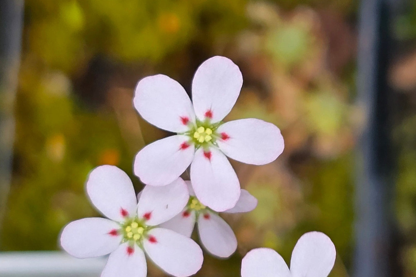 Drosera helodes - Pygmy Sundew