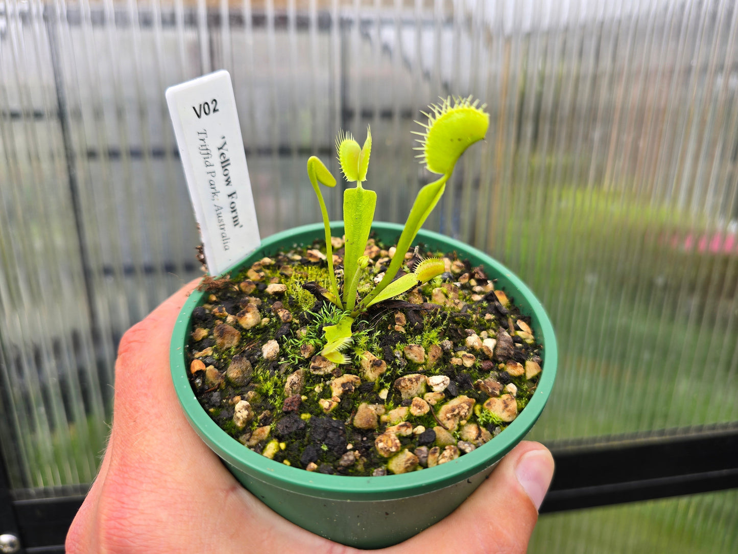Dionaea muscipula 'Yellow Form' - Venus Fly Trap