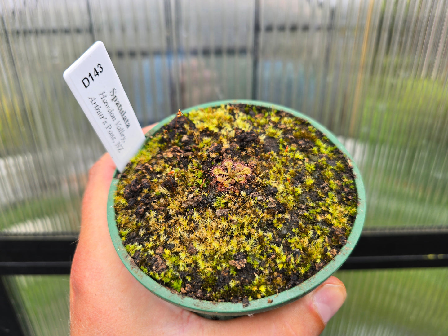 Drosera spatulata (Hawdon Valley, Arthur's Pass, NZ) - Spatula Sundew