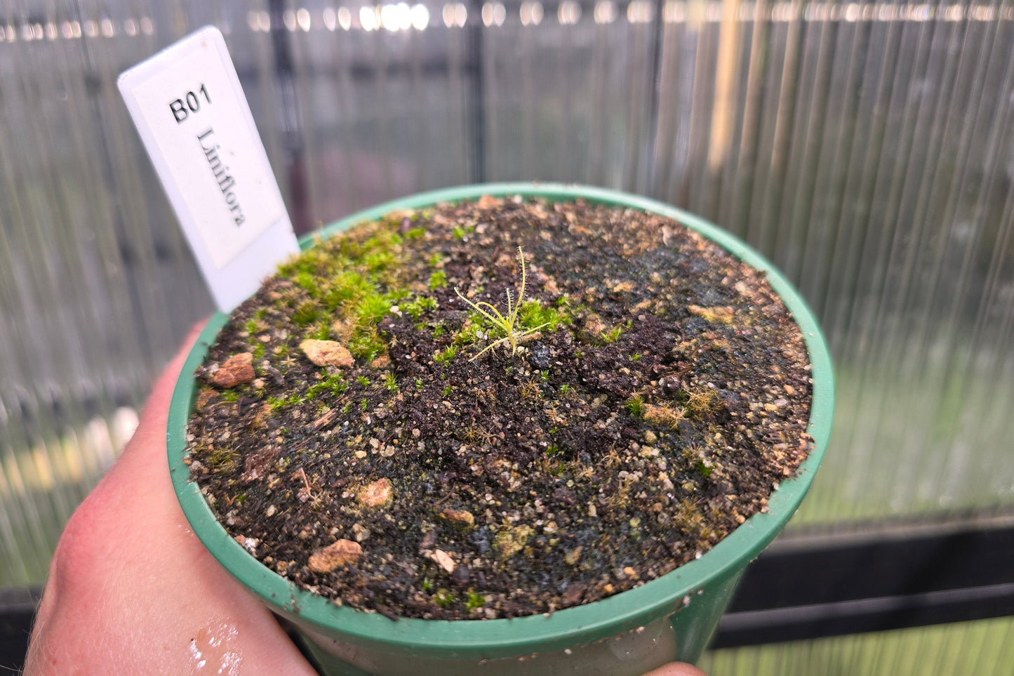 Byblis liniflora - Rainbow Plant