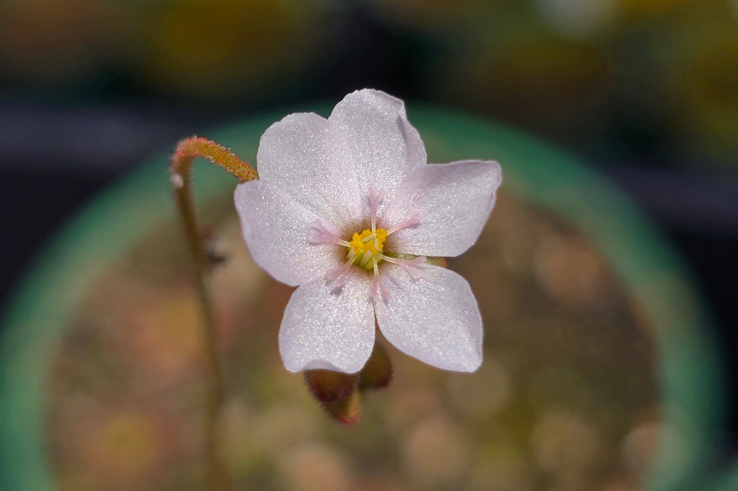 Drosera venusta - The Elegant Sundew
