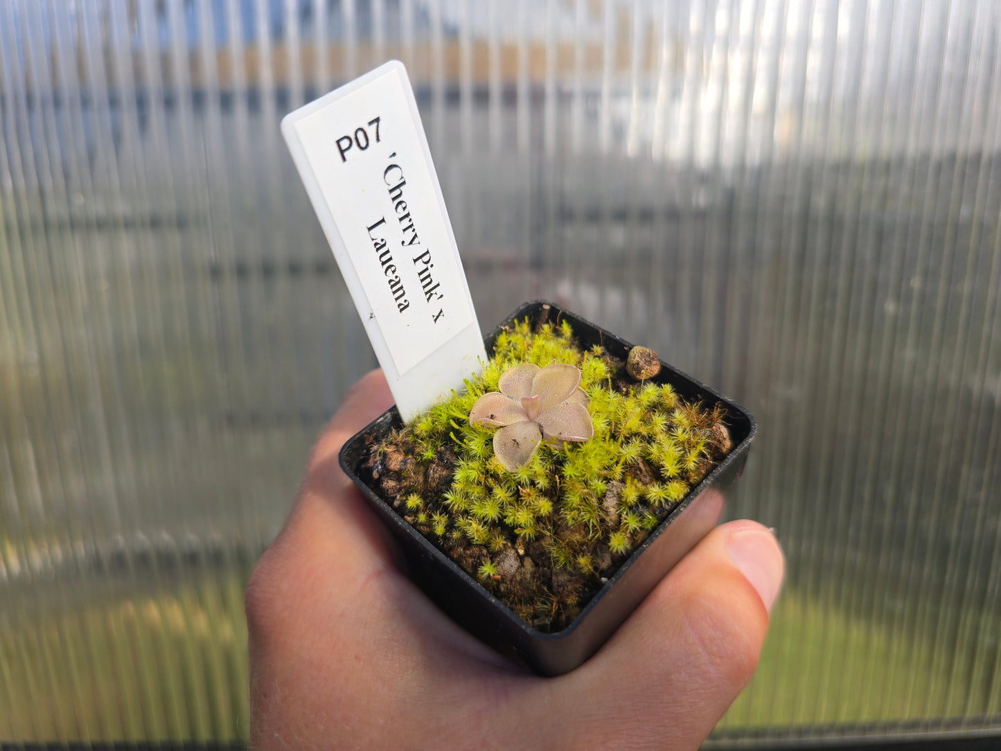 Pinguicula 'Cherry Pink' x laueana - Mexican Butterwort