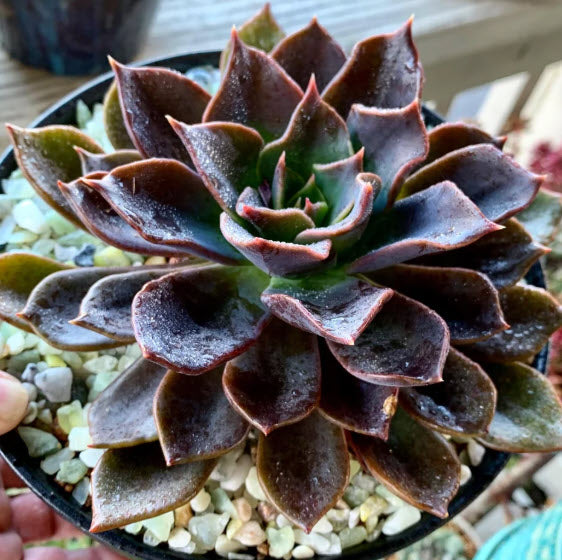 Echeveria Chocolate