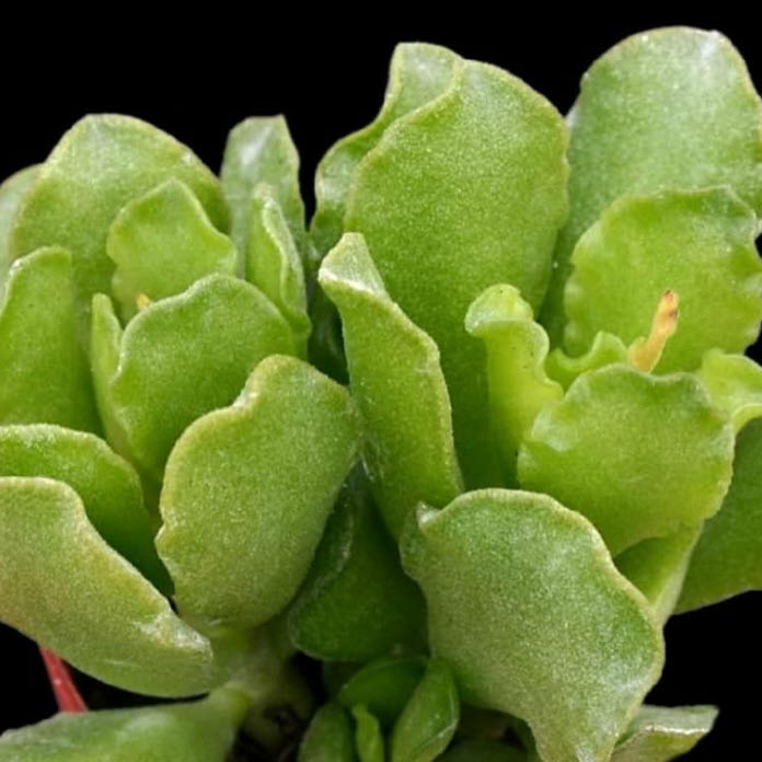 Adromischus Cristatus var Zeyheri | Key Lime Plant