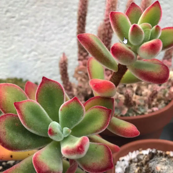 Echeveria Pulvinata | Plush Plant