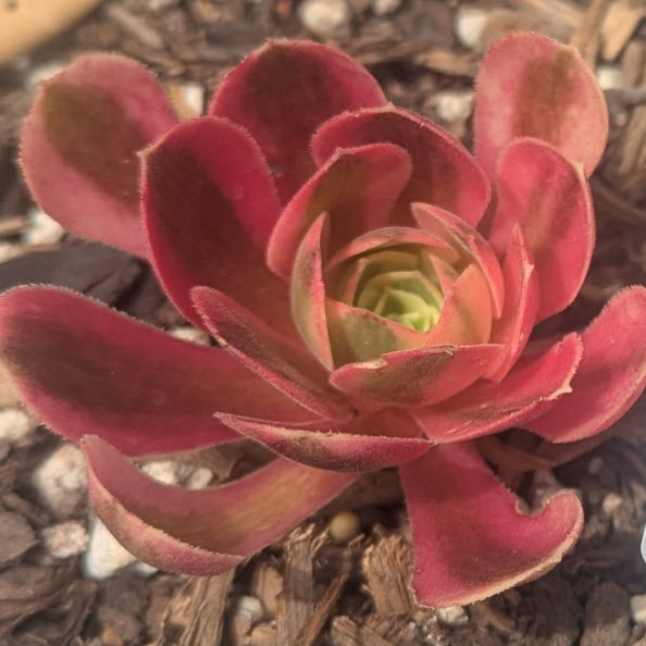 Aeonium Pink Witch