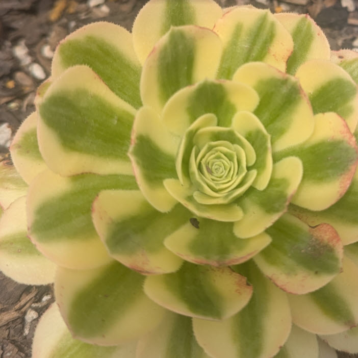 Aeonium Maybach