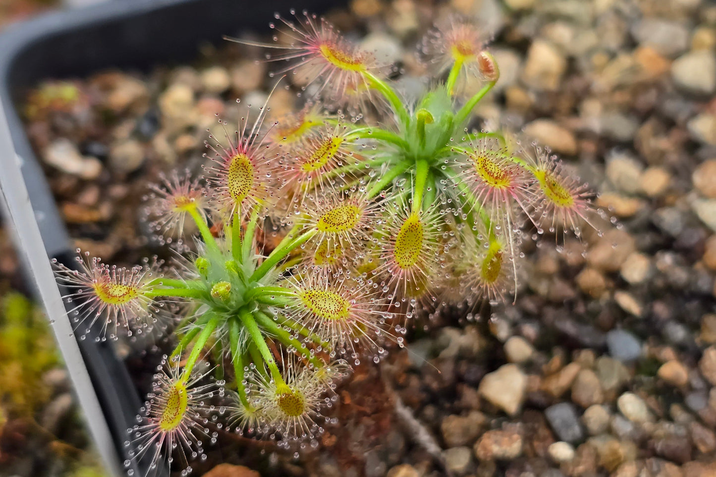 Drosera 'Sippe' - Pygmy Sundew