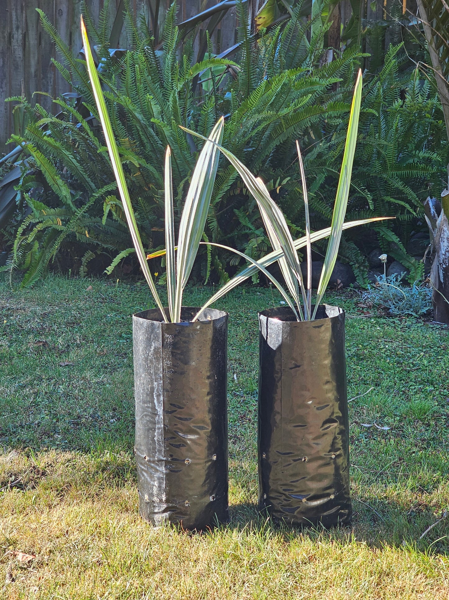 Silver Bismarck Palm