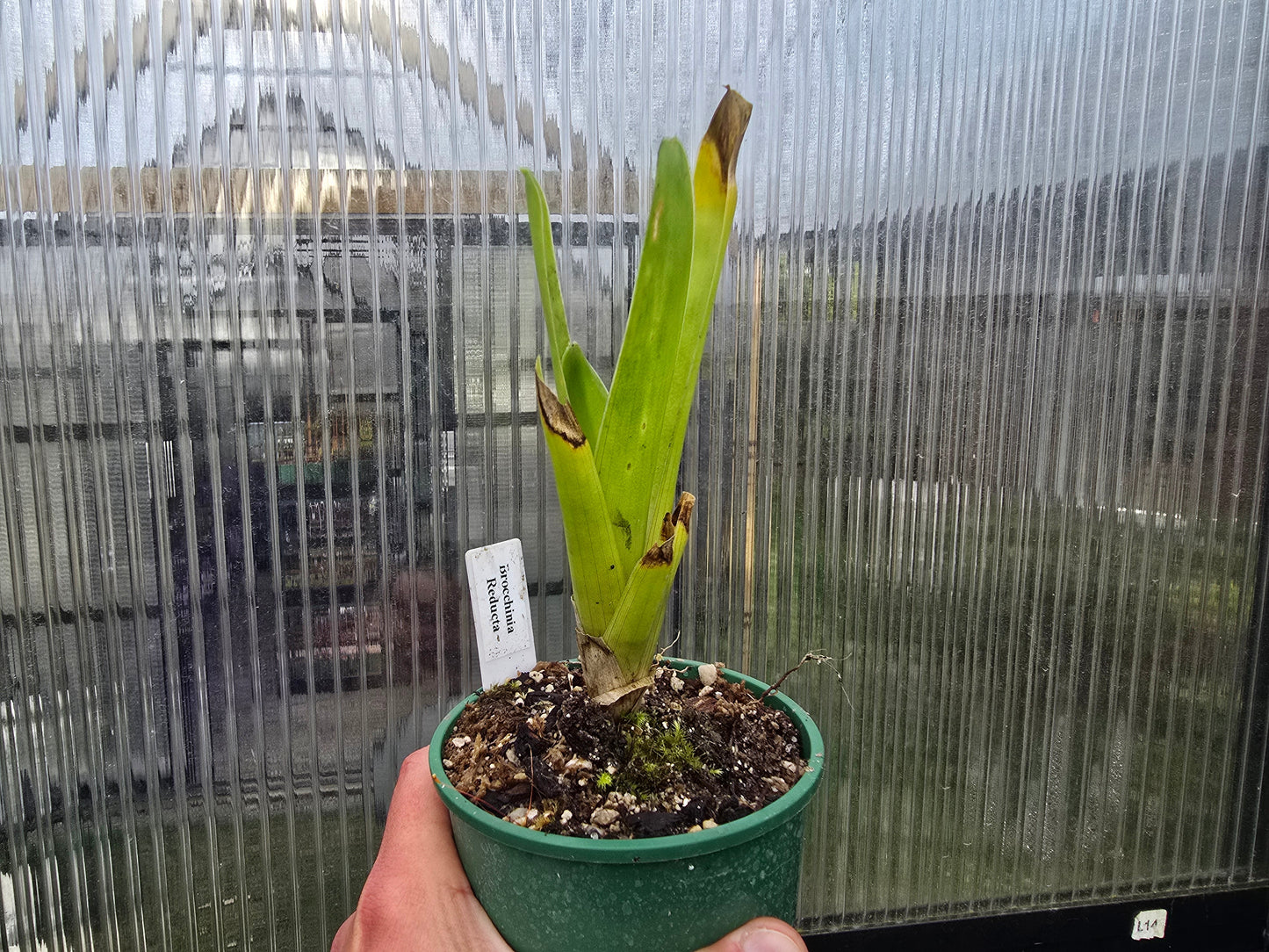 Brocchinia reducta - Carnivorous Bromeliad