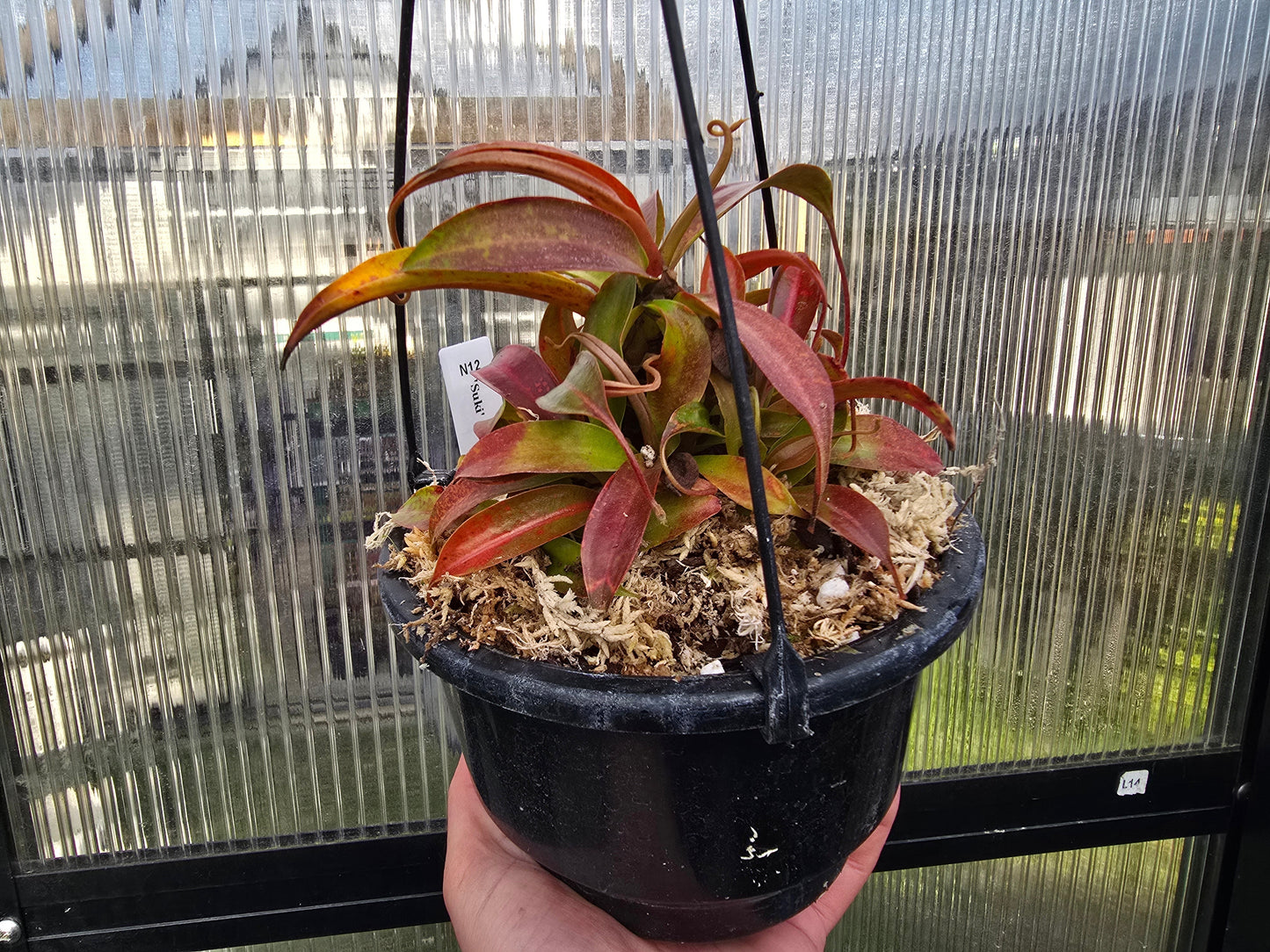 Nepenthes 'Suki' - Intermediate Tropical Pitcher Plant