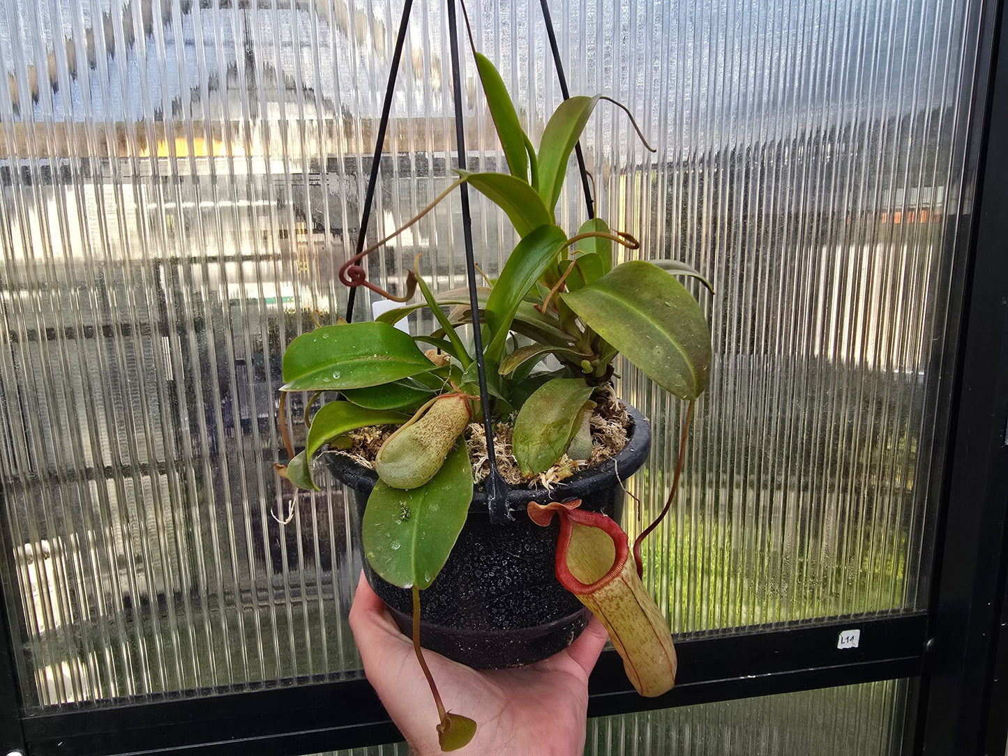 Nepenthes 'Mimi's Kiss' - Highland Tropical Pitcher Plant