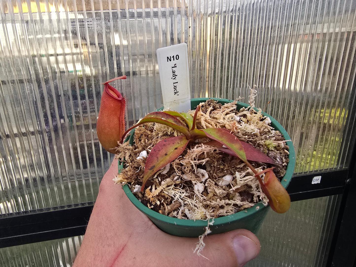 Nepenthes 'Lady Luck' - Intermediate Tropical Pitcher Plant
