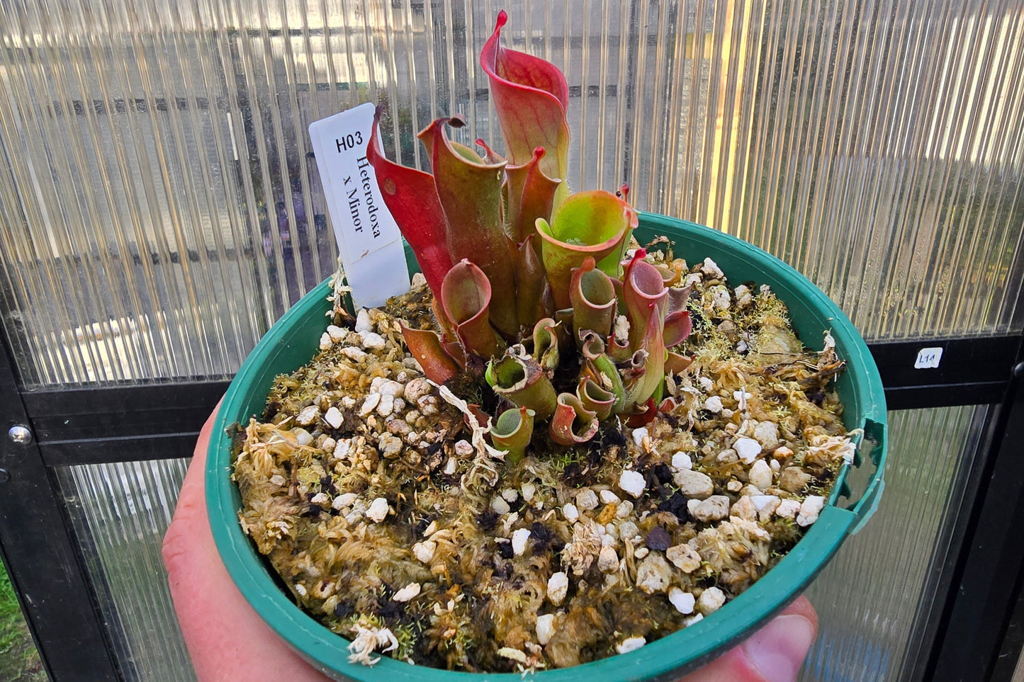 Heliamphora heterodoxa x minor - Sun Pitcher