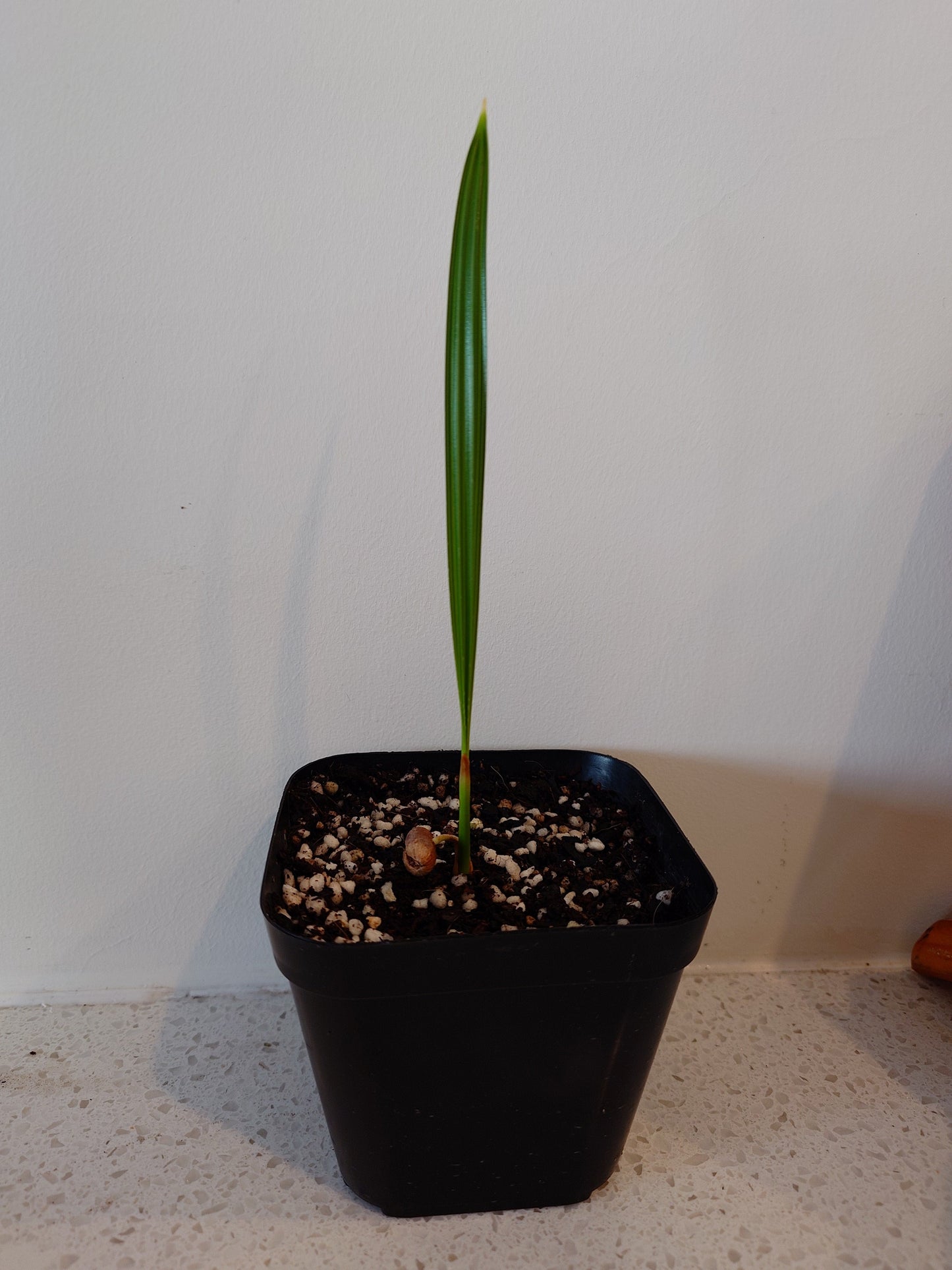 Cliff Date Palm - Phoenix rupicola