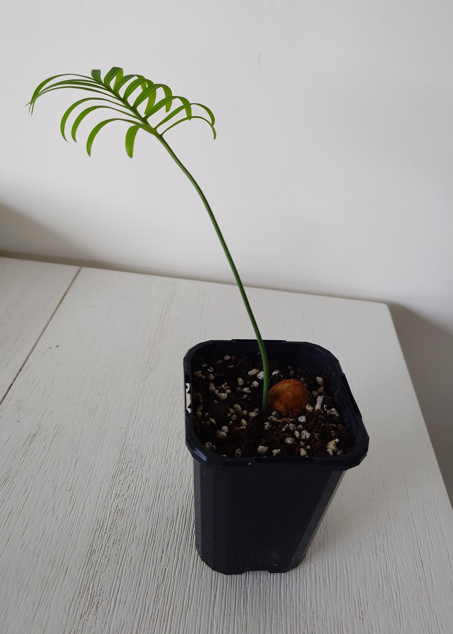 Cycas siamensis | Thai Sago