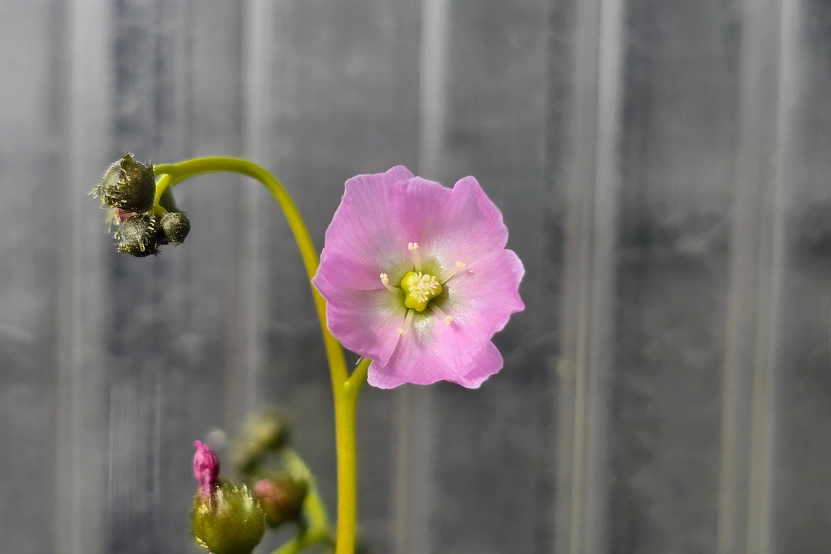 Drosera gunniana (Sydney, New South Wales, Australia) - Tuberous Sundew