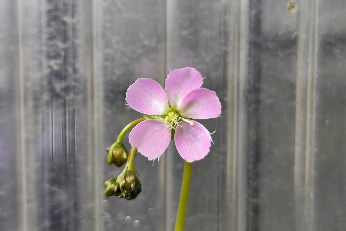 Drosera auriculata (Tasmania) - Tuberous Sundew