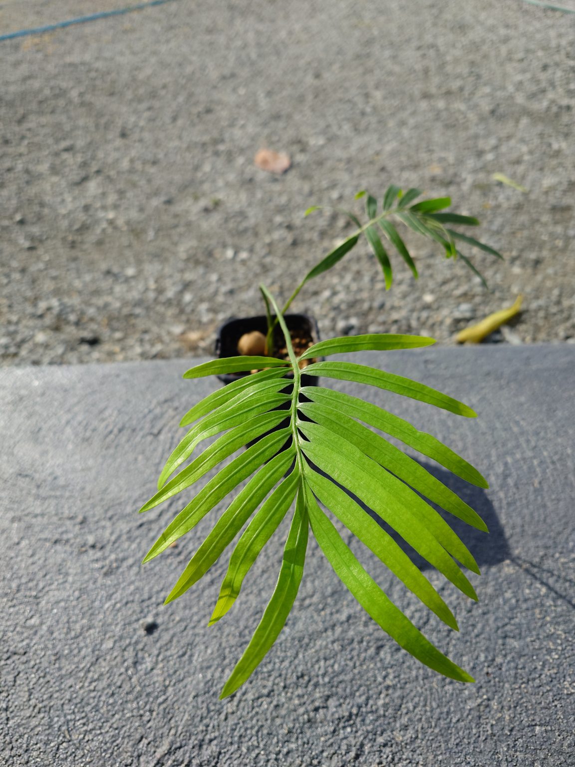 Cycas siamensis | Thai Sago