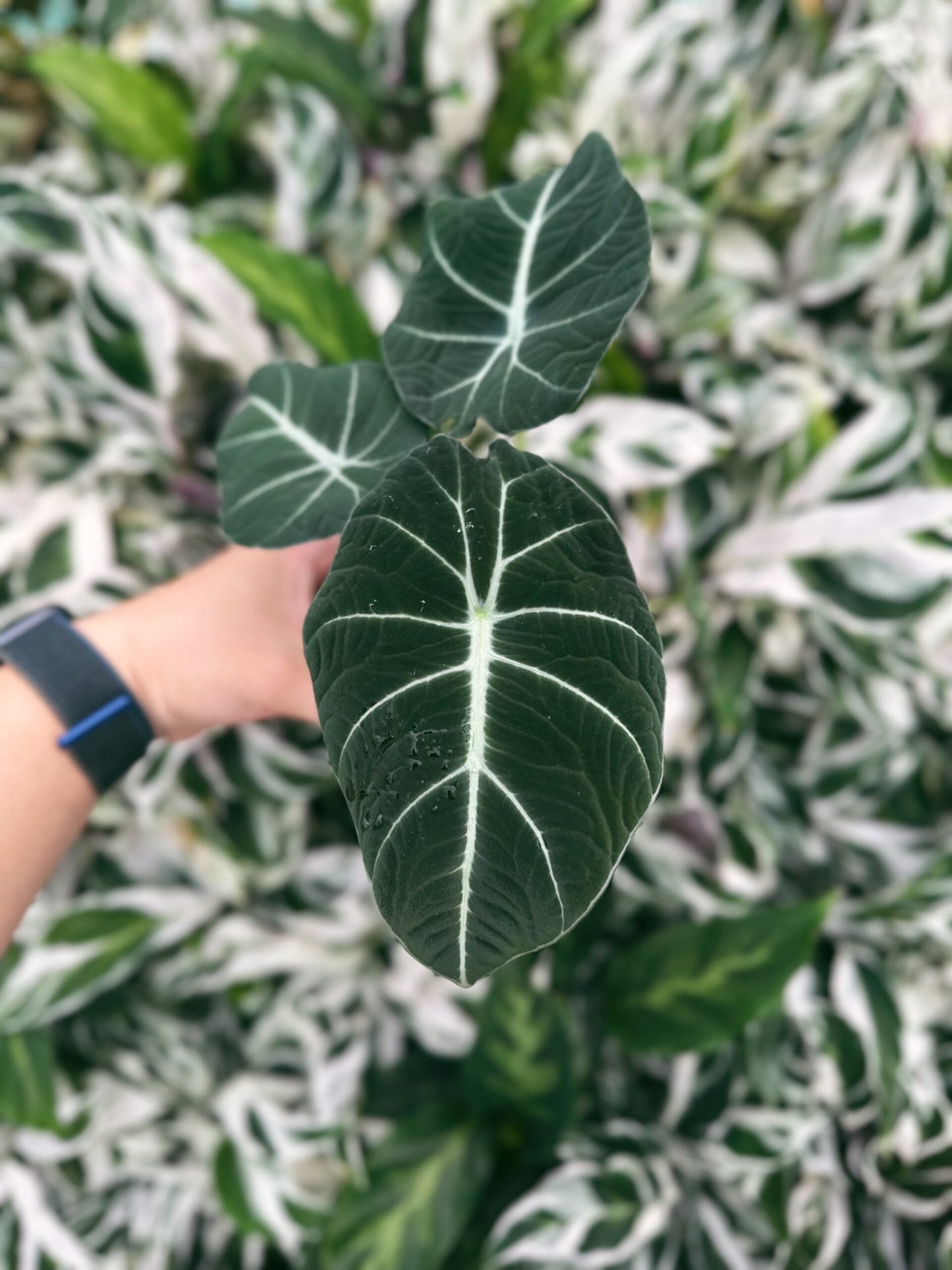 Alocasia Black Velvet