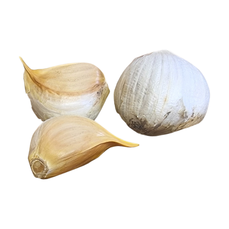 Elephant Garlic