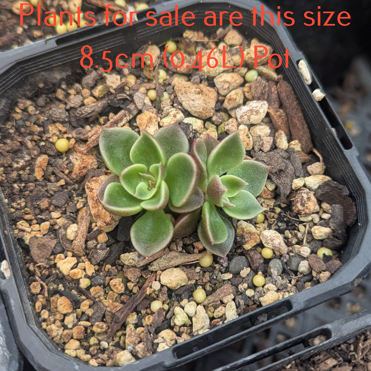Sinocrassula Indica