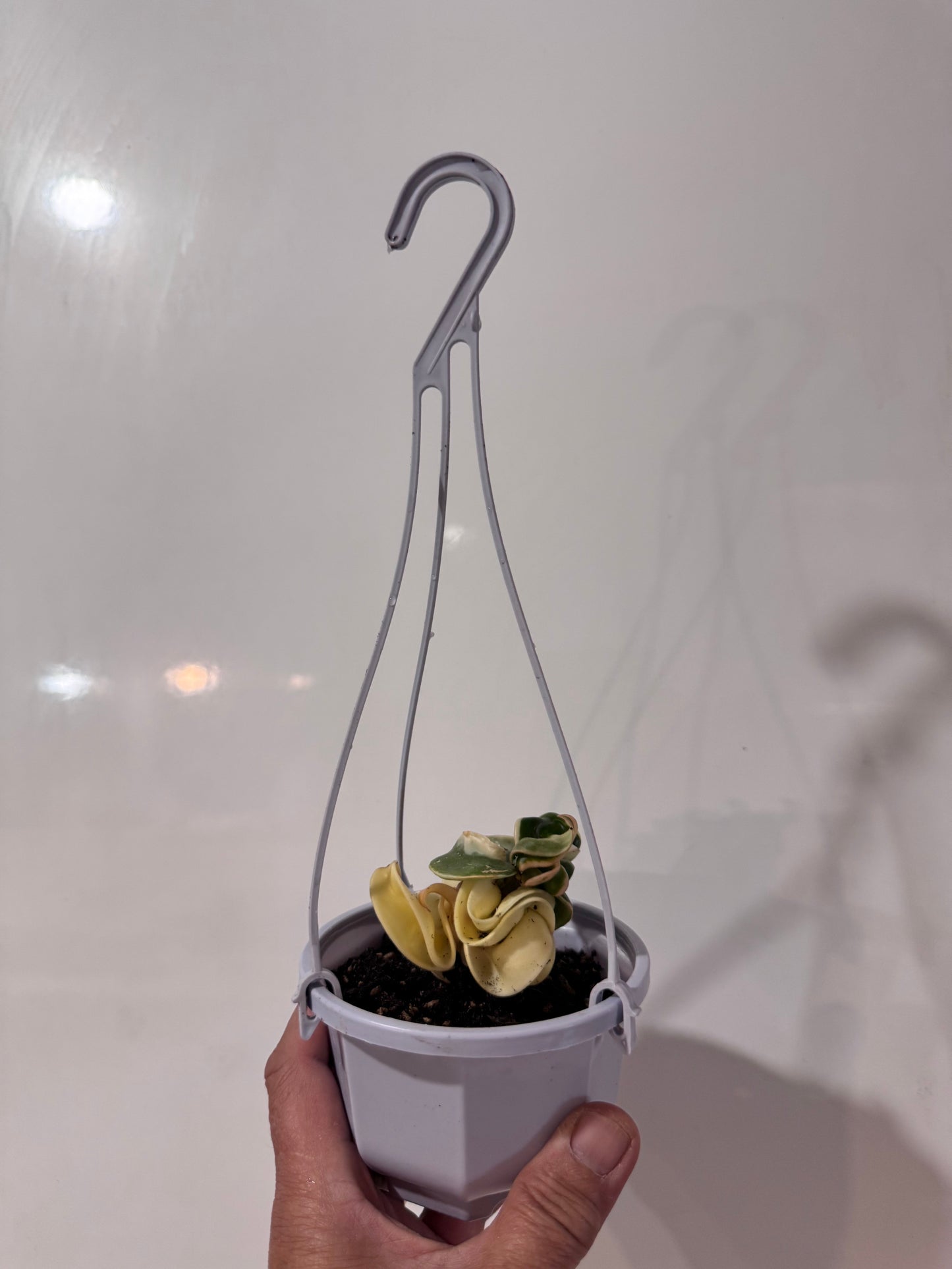 Budget-Friendly Hoya compacta ‘Regalis’