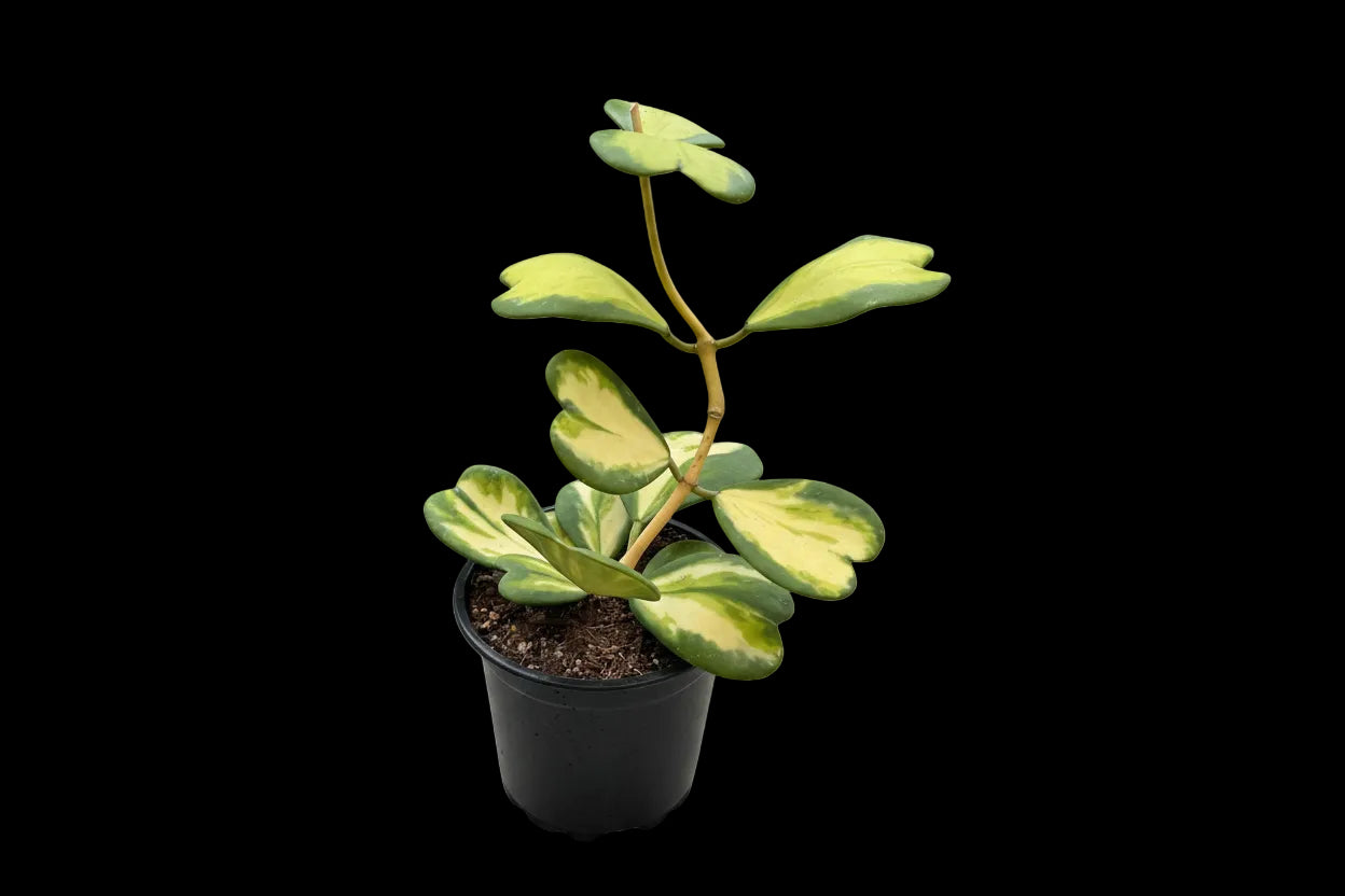 Hoya kerrii (Inner variegated), Full Plant