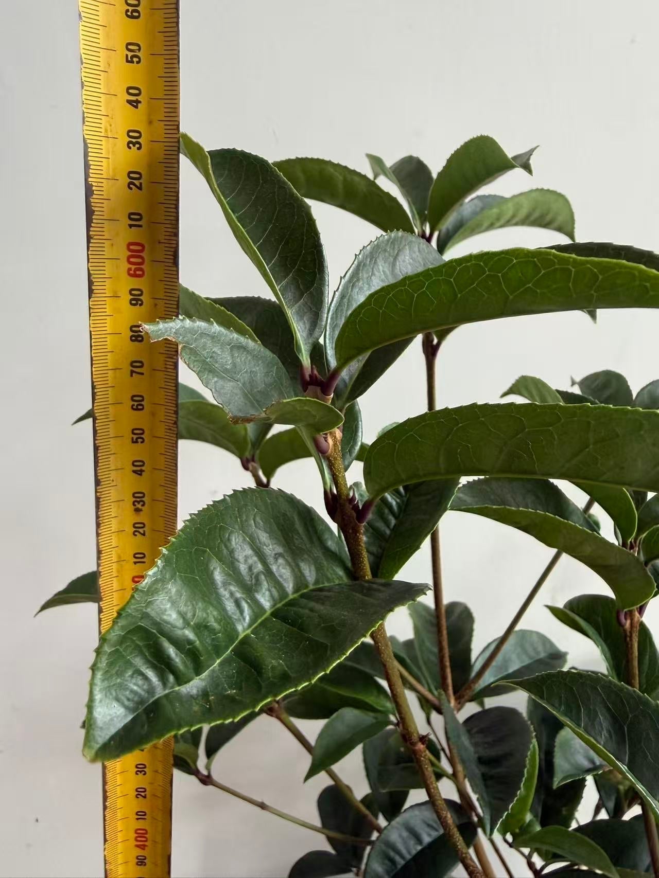 Osmanthus fragrans 'Latifolius' (Sweet Olive) 65cm tall