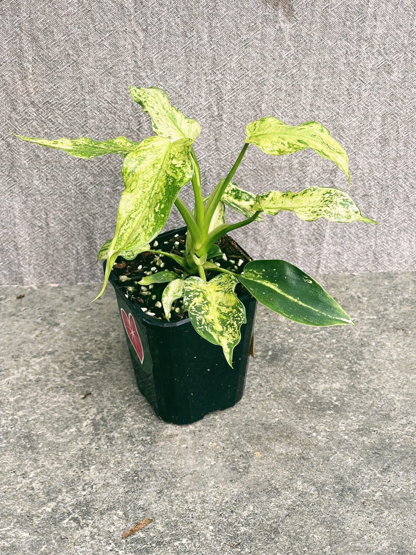 Philodendron Golden Dragon