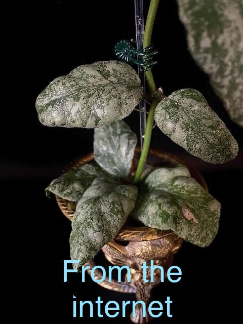 Hoya waymaniae ‘Cloudy Sky’ , Extremely Rare