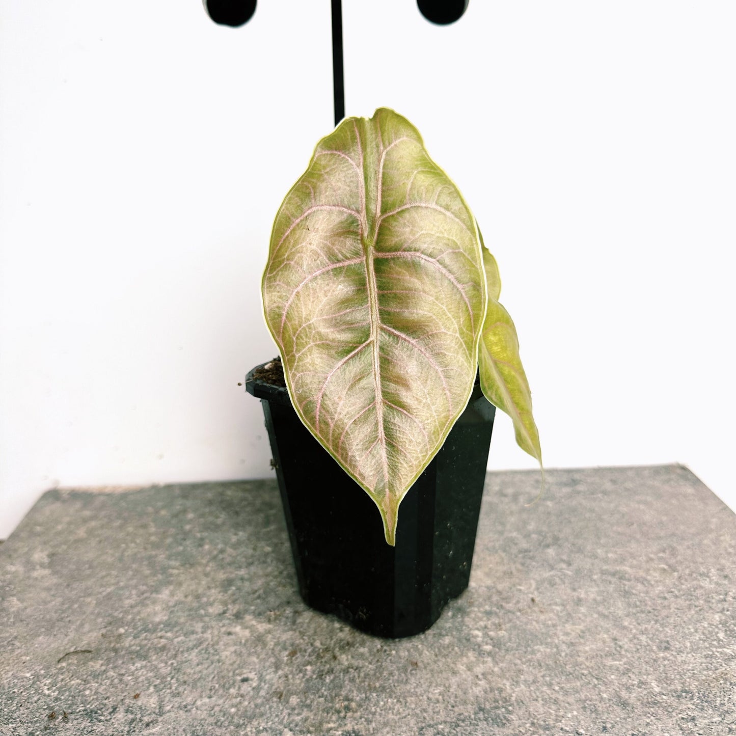 Alocasia Azlanii