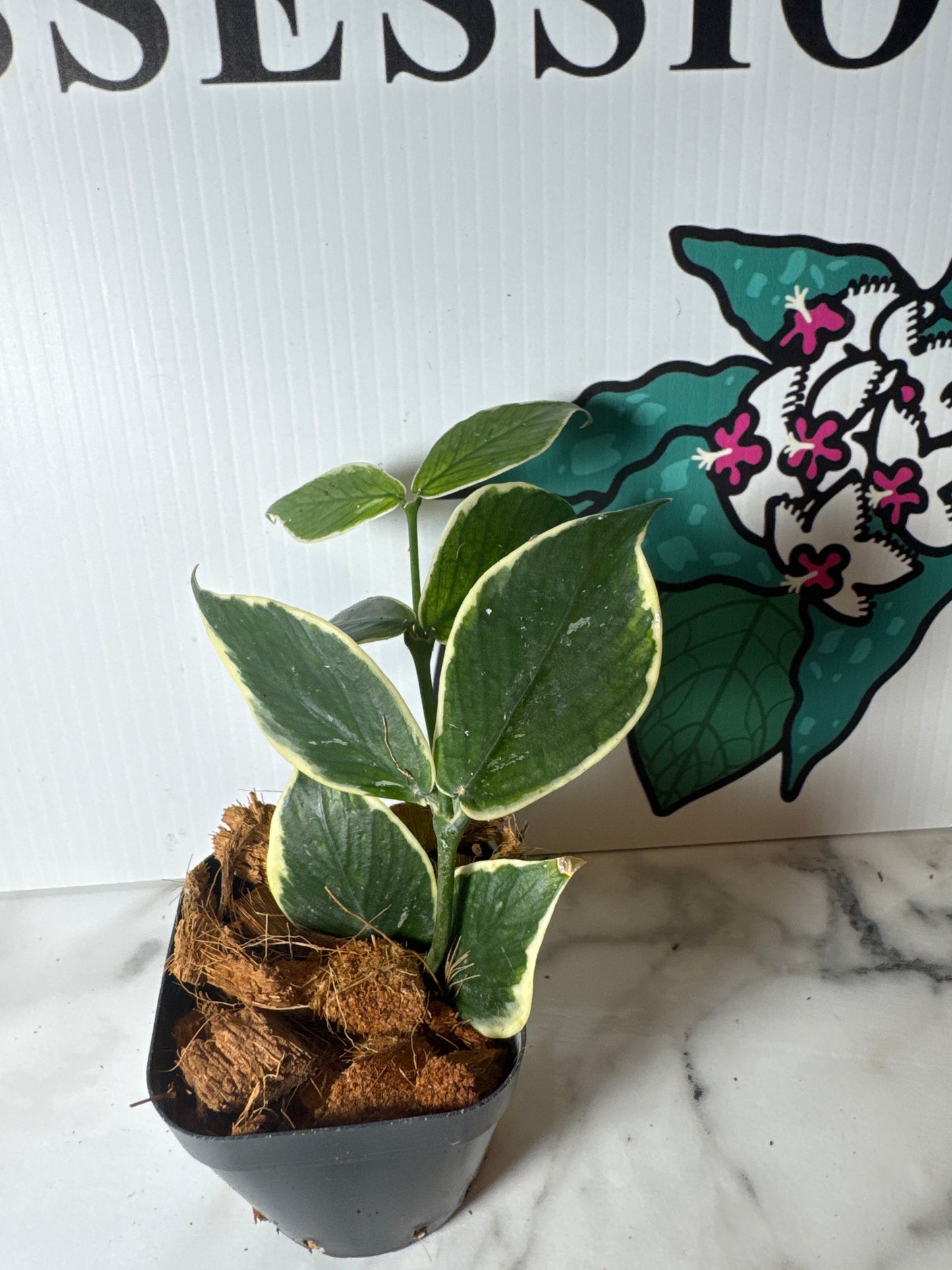 Hoya polyneura ‘Wishbone’ (Outer Variegated Fish Tail)