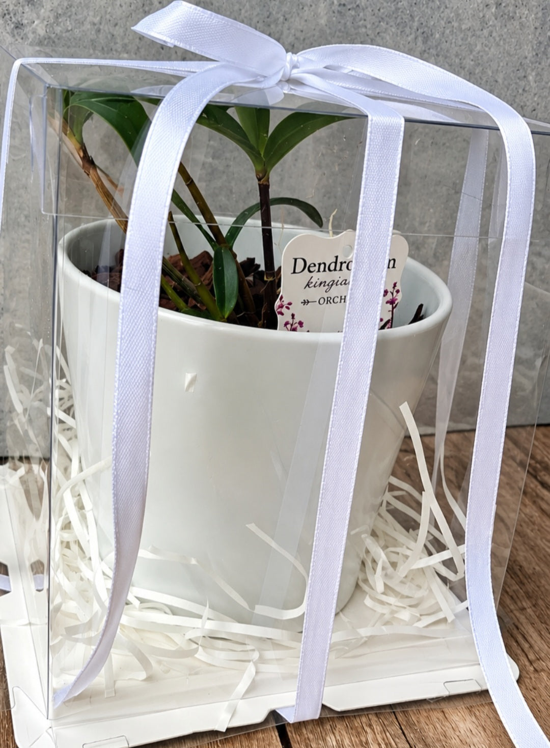 Dendrobium Kingianum Orchid – Gift Boxed