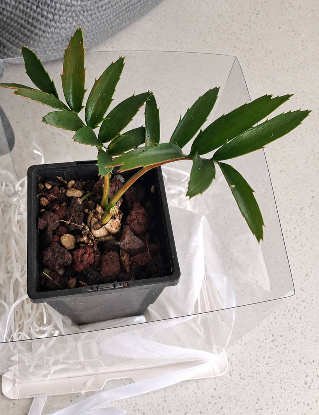Encephalartos natalensis (Natal Cycad) – Gift Boxed A little greenery, beautifully gifted!