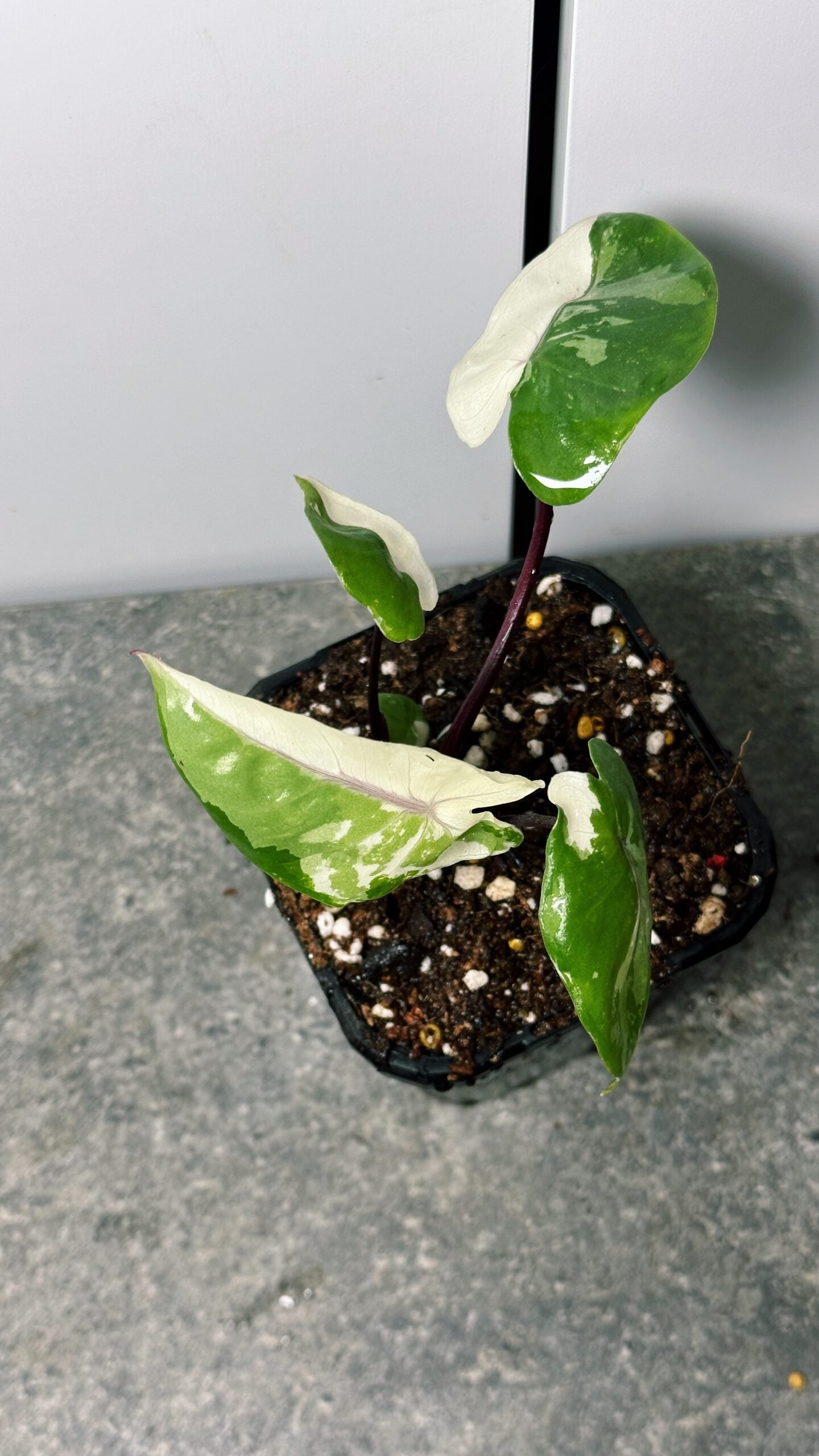 Alocasia Black Stem Variegated