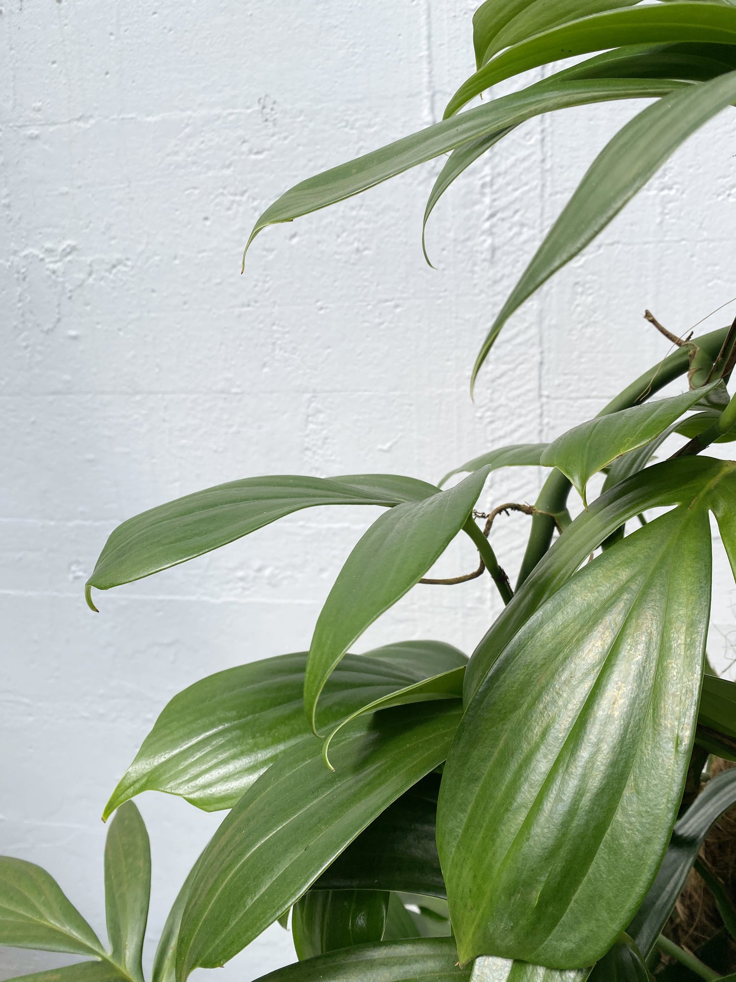 Rhaphidophora Decursiva