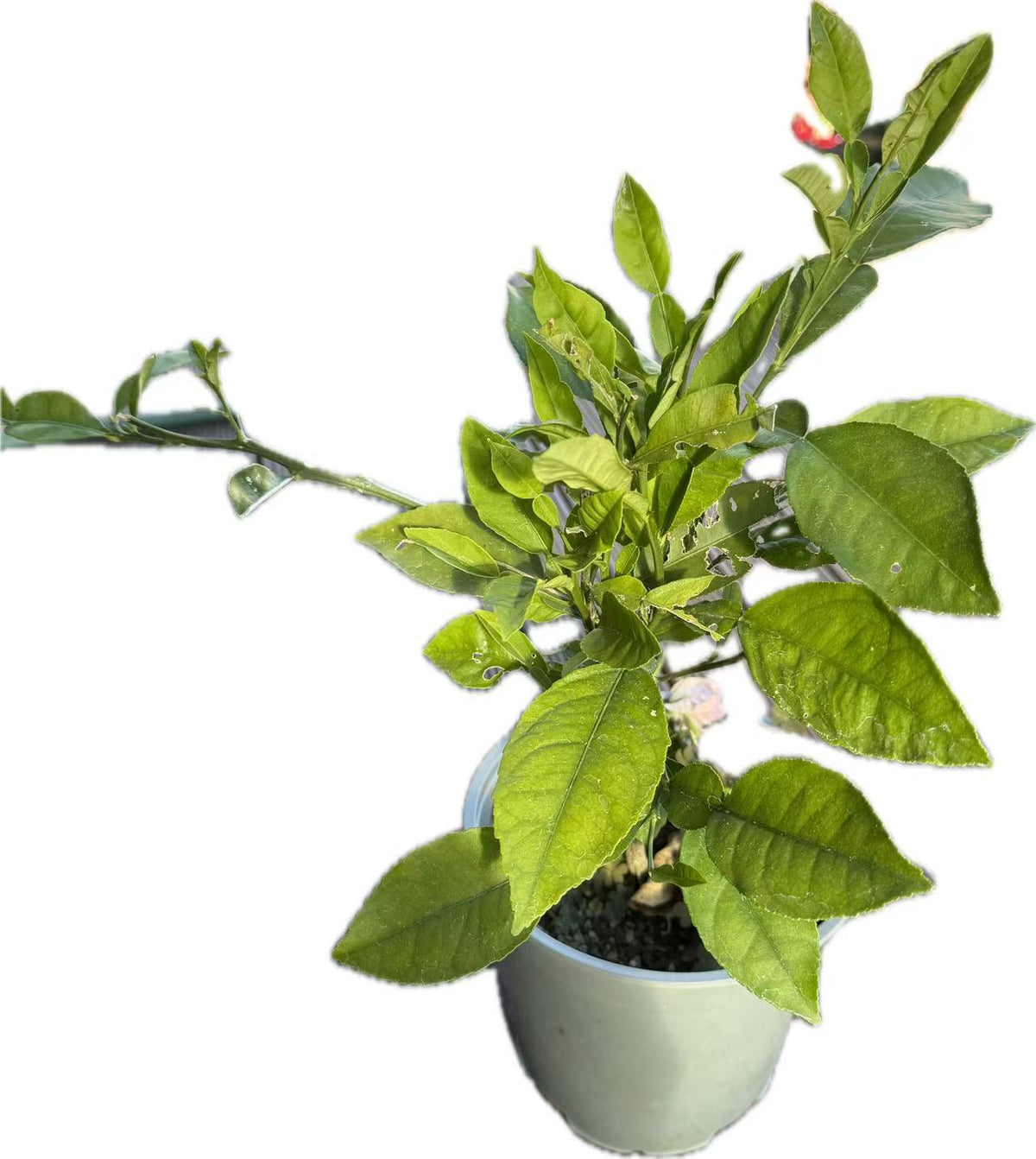 Grapefruit Seedling