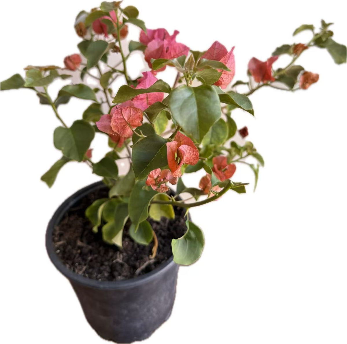 Bougainvillea “Pink Clusters” 2ltr