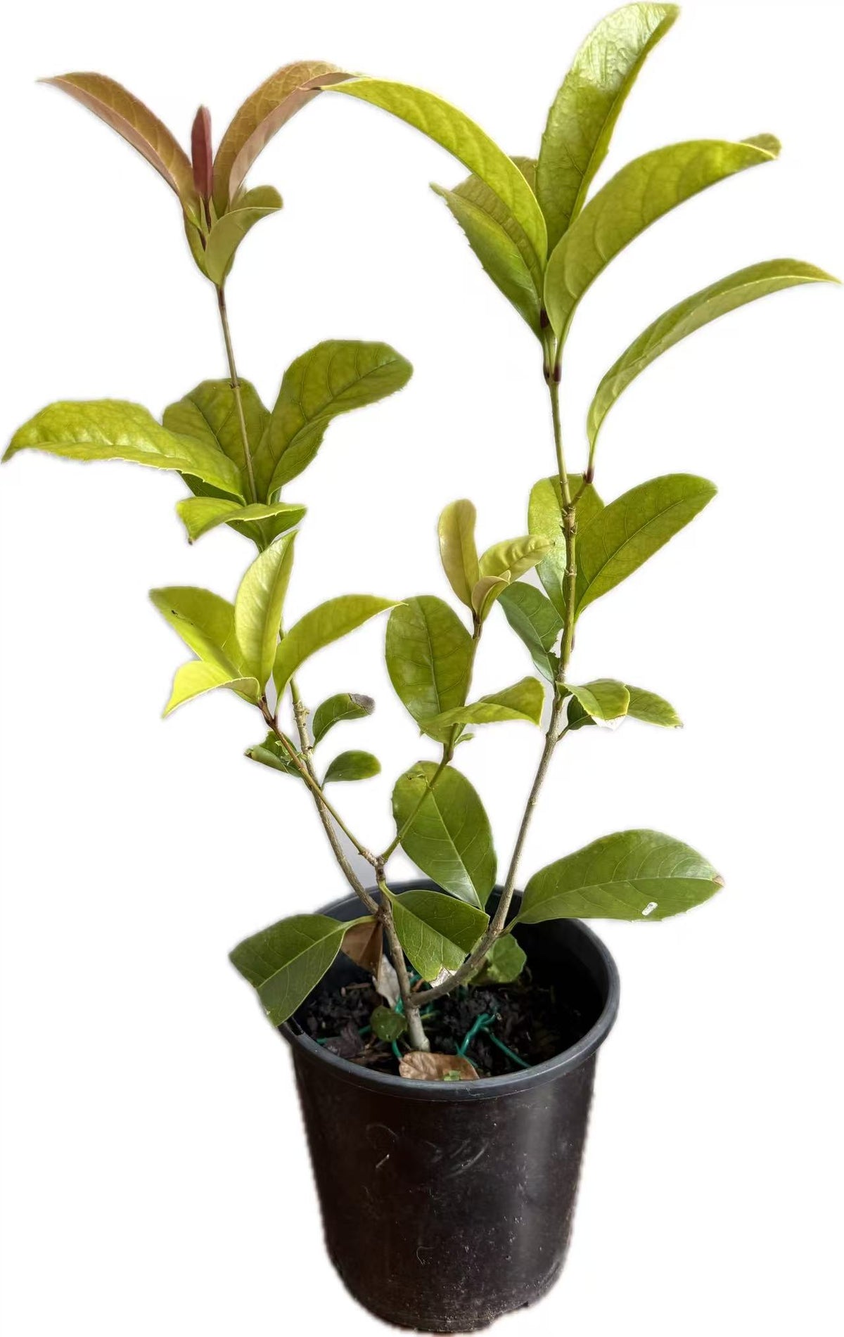 Osmanthus fragrans“var. thunbergii”