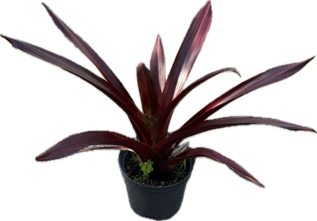 Bromeliad Alcantarea vinicolor hybrids
