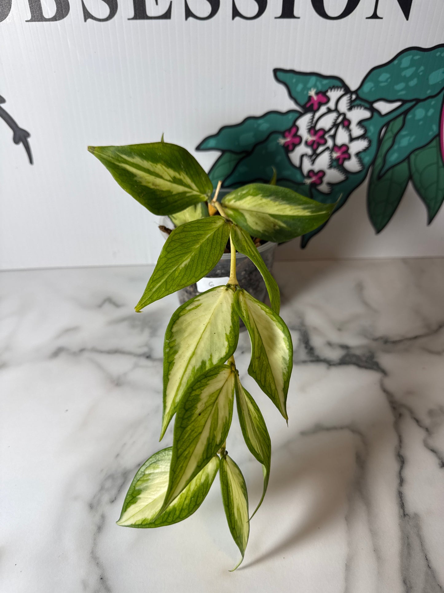 Hoya polyneura (Inner Variegated)