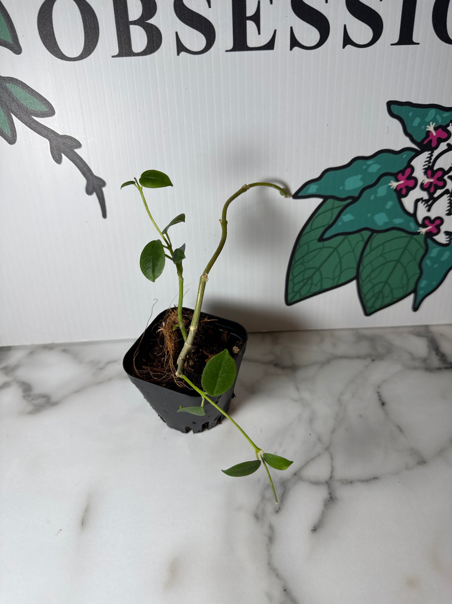 Hoya lithophytica, Rare