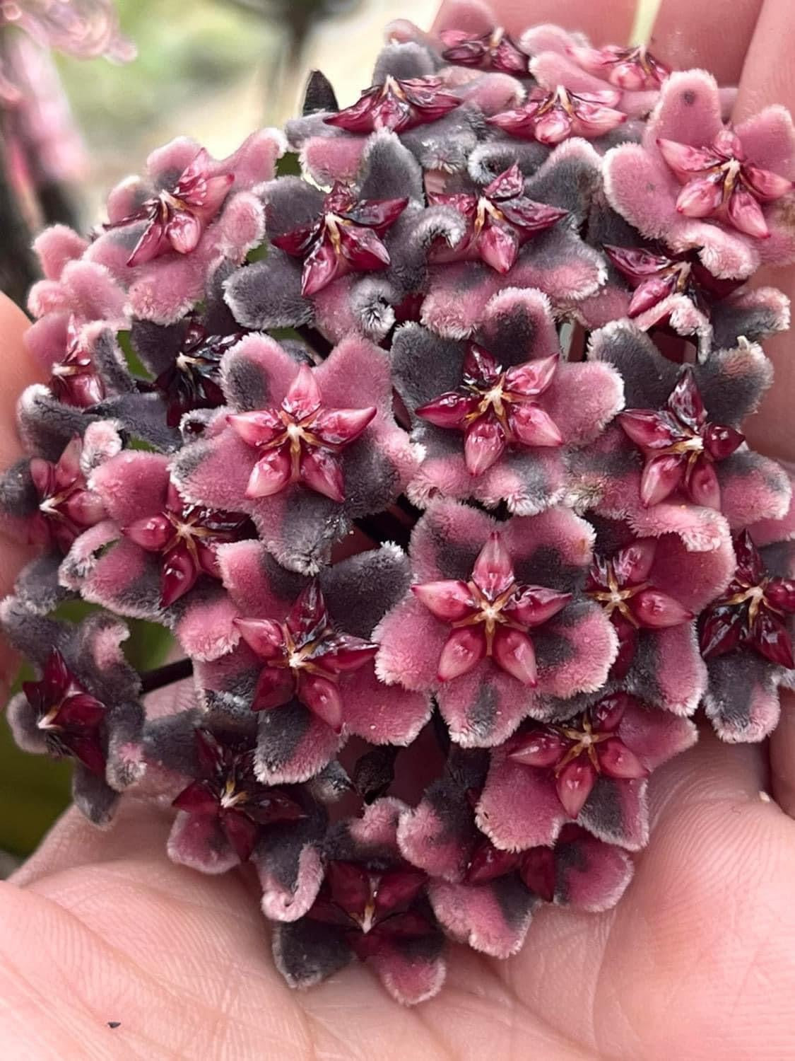 Bundle # 3 - Hoyas with Dark Flowers