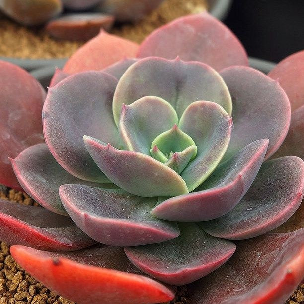 Echeveria Gibbiflore | Blue Metal