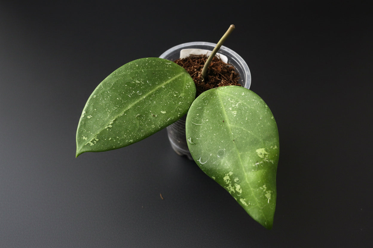 Hoya sp. Thien Phuc (Splash), New Release, extremely rare