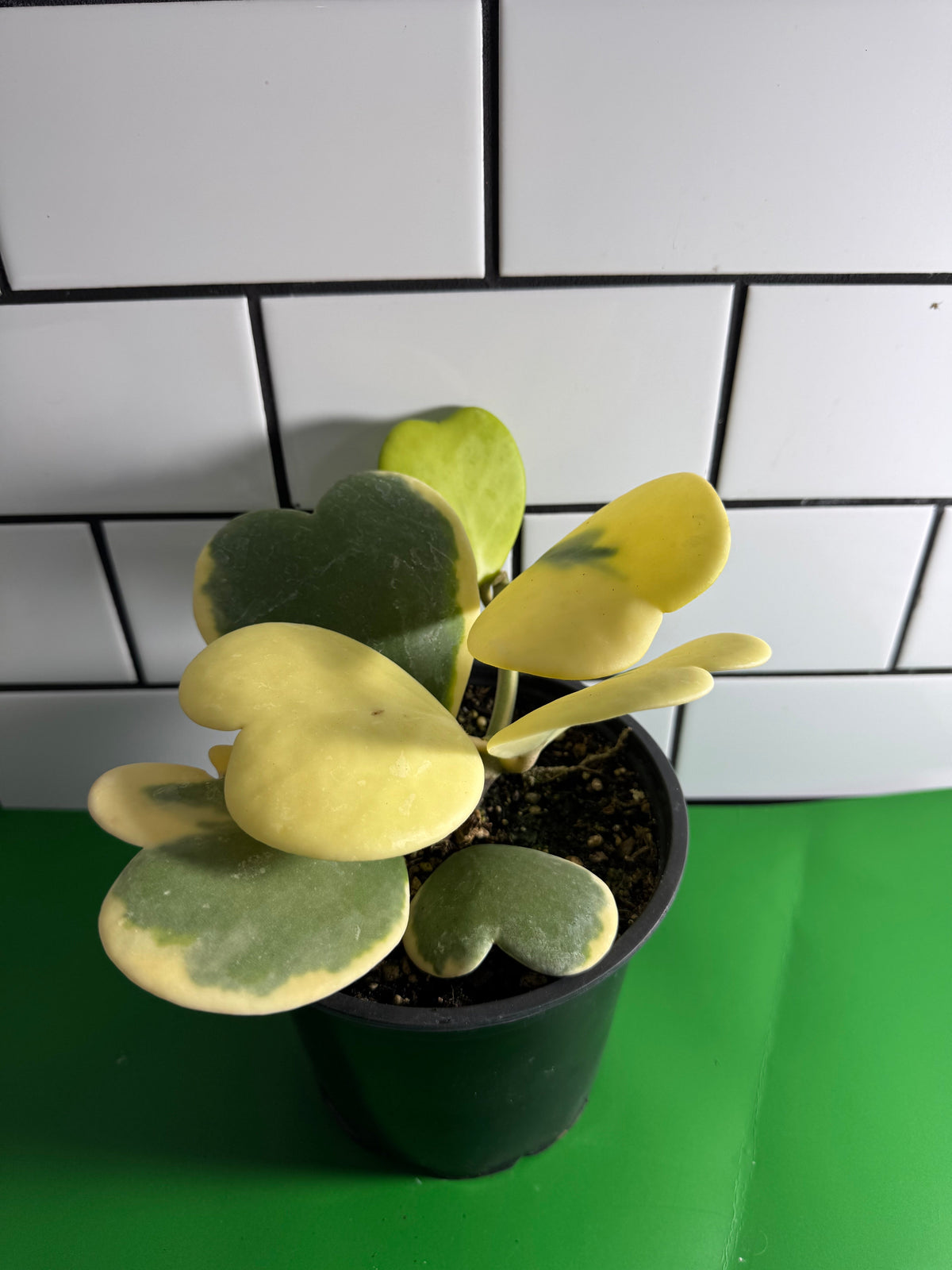 Hoya kerrii (Outer variegated), Full Plant