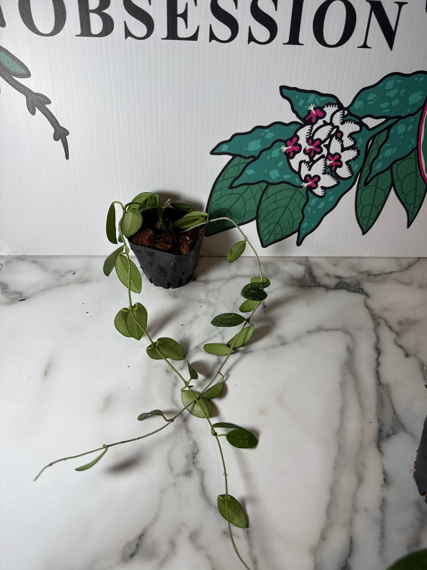 Hoya lima (Splash)