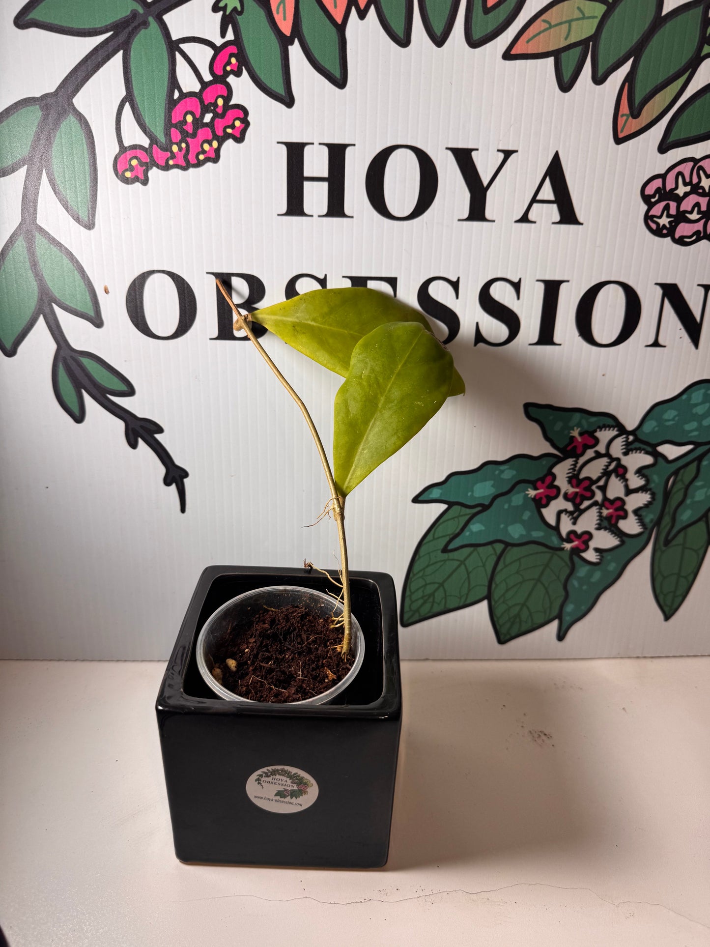 Hoya mindorensis (Cuttings)