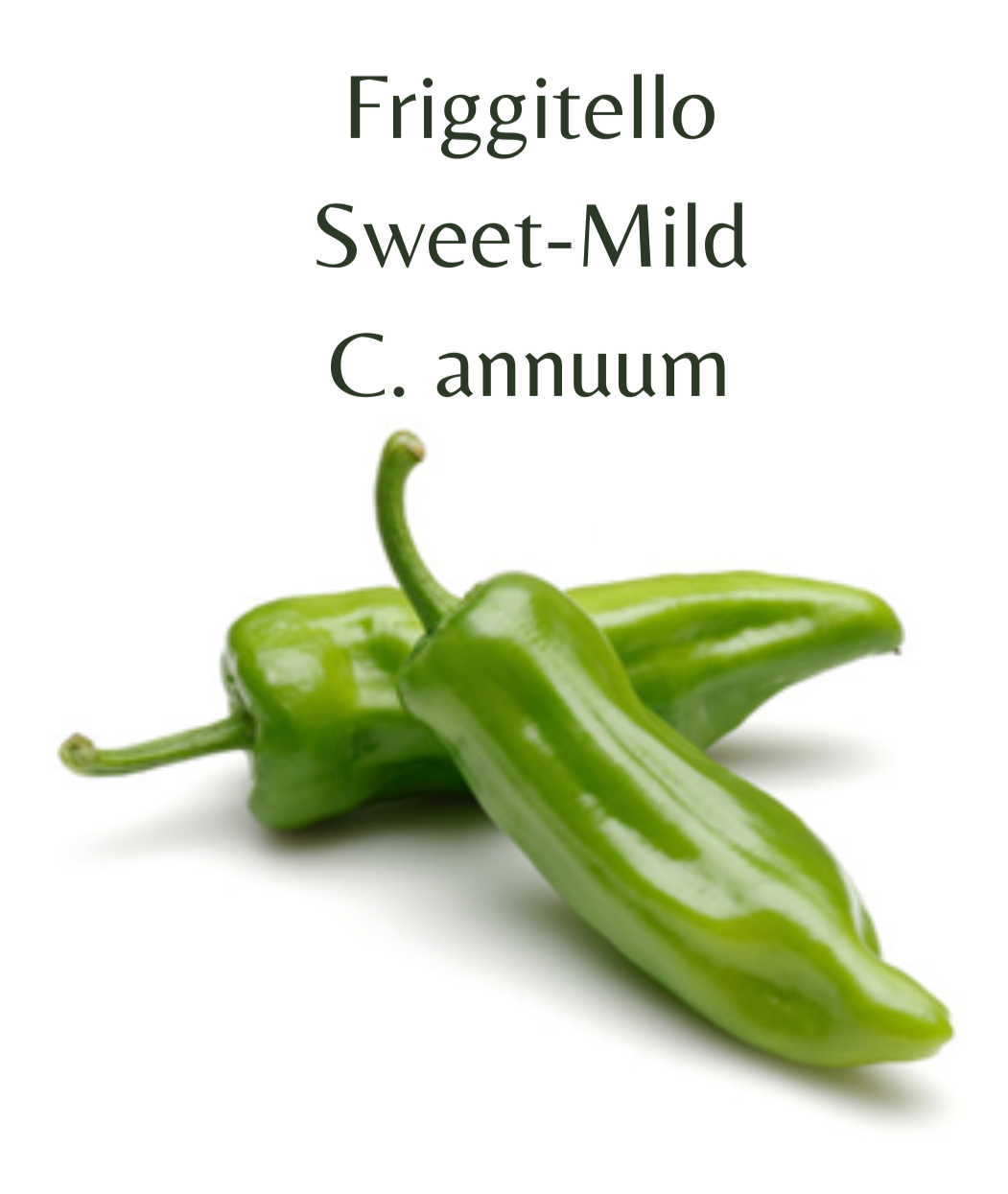 Friggitello Chilli Seeds (10 seeds) - Rasmussen Gardens